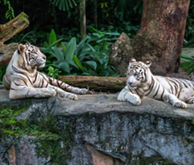  Roma African Petting Zoo